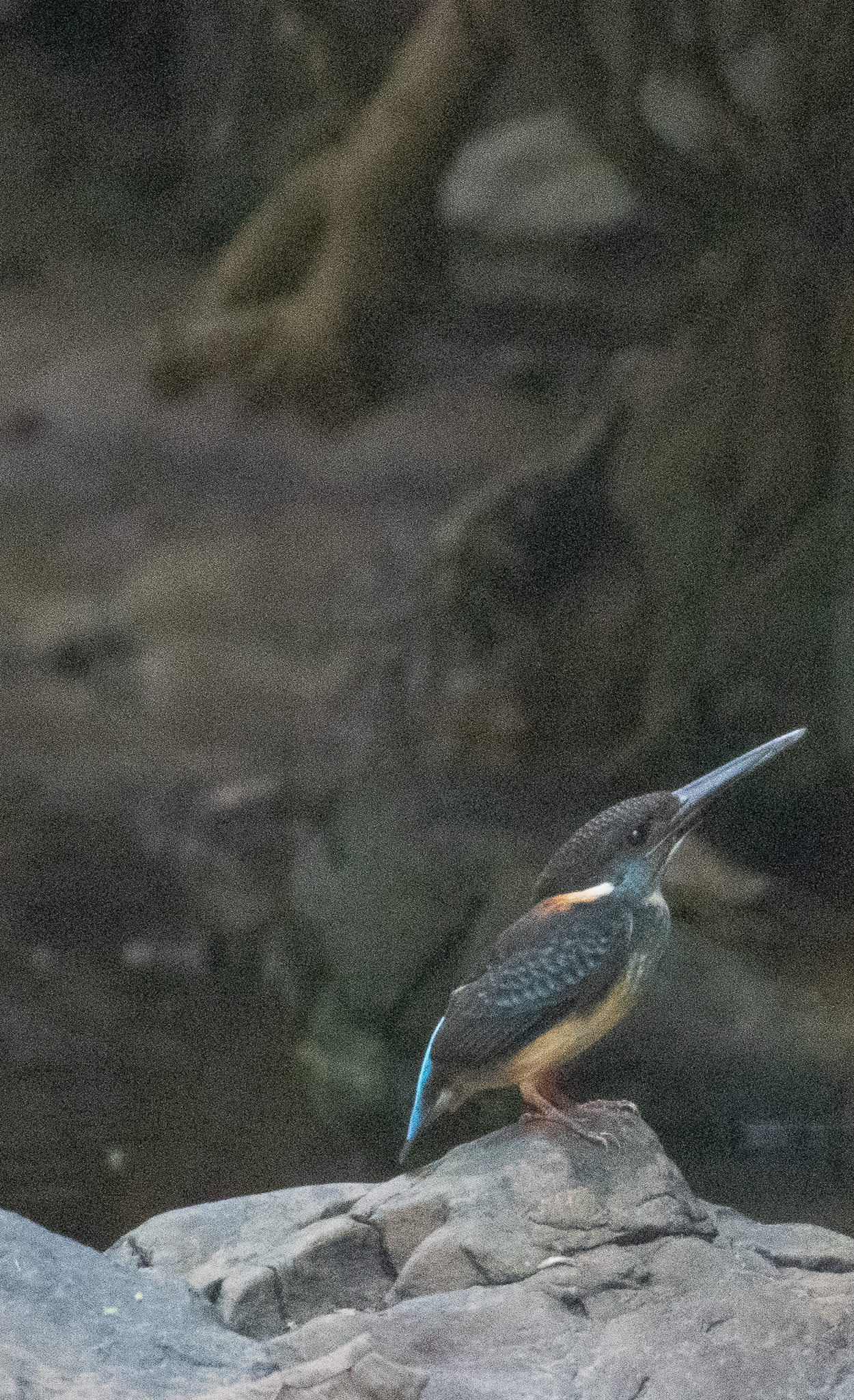 Javan Blue-banded Kingfisher (Alcedo euryzona), photo 10