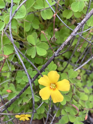 Oxalis californica (Oxalis californica)