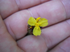 Xyris fimbriata