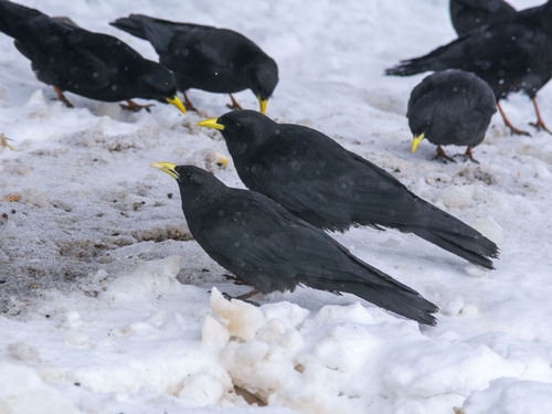 Chova piquigualda (Pyrrhocorax graculus)