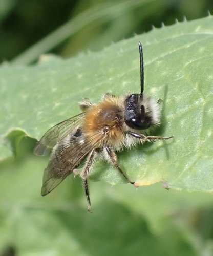 Grey-patched Mining Bee, Nationaal Park De Biesbosch, Werkendam, North Brabant, NL, photo 10 of 10
