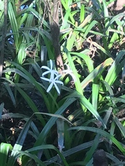 Crinum americanum