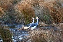 Balearica regulorum regulorum