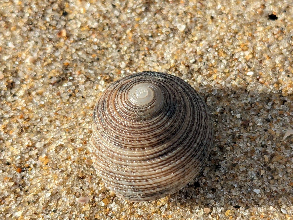 Monilea from Southport Spit, Main Beach QLD, Australia on April 13