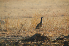 Eupodotis caerulescens