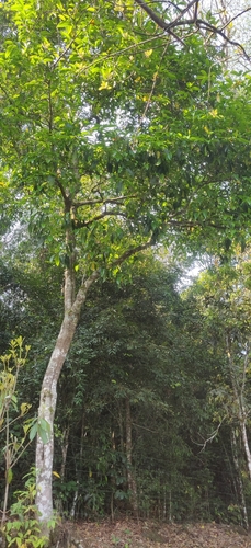 Excoecaria oppositifolia observed 2023-04-17