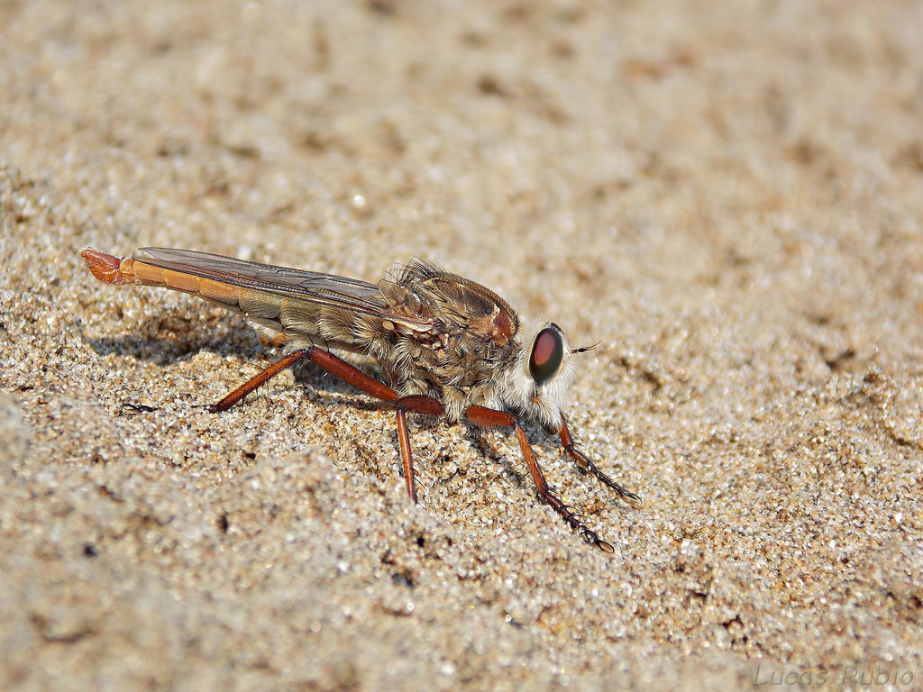 Taurhynchus