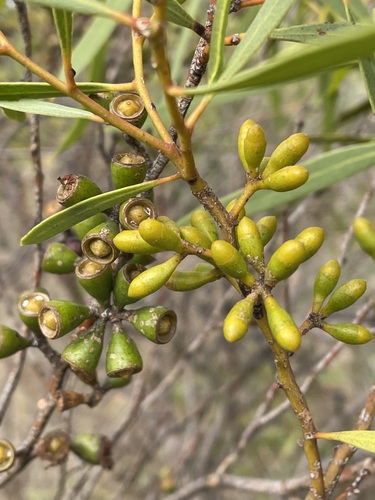 Eucalyptus baiophylla