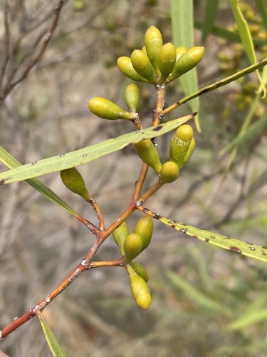 Eucalyptus baiophylla 3