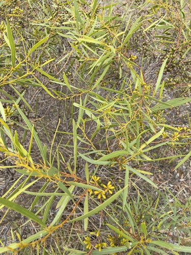 Eucalyptus baiophylla 2