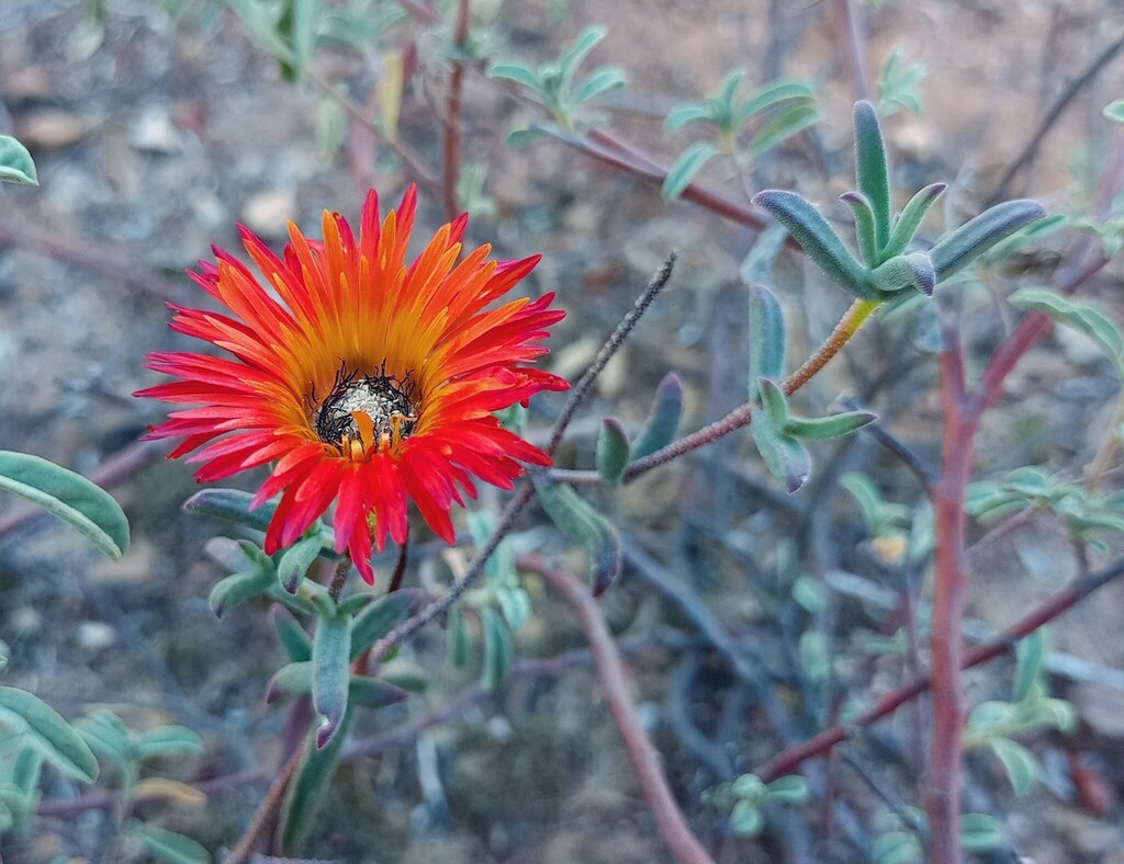 Scarlet Dewfig