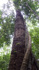 Ficus costaricana