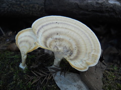 Fungi