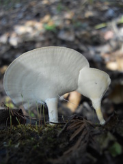 Fungi