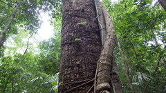 Ficus costaricana