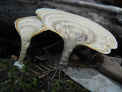 Fungi