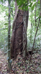 Ficus costaricana
