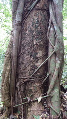 Ficus costaricana