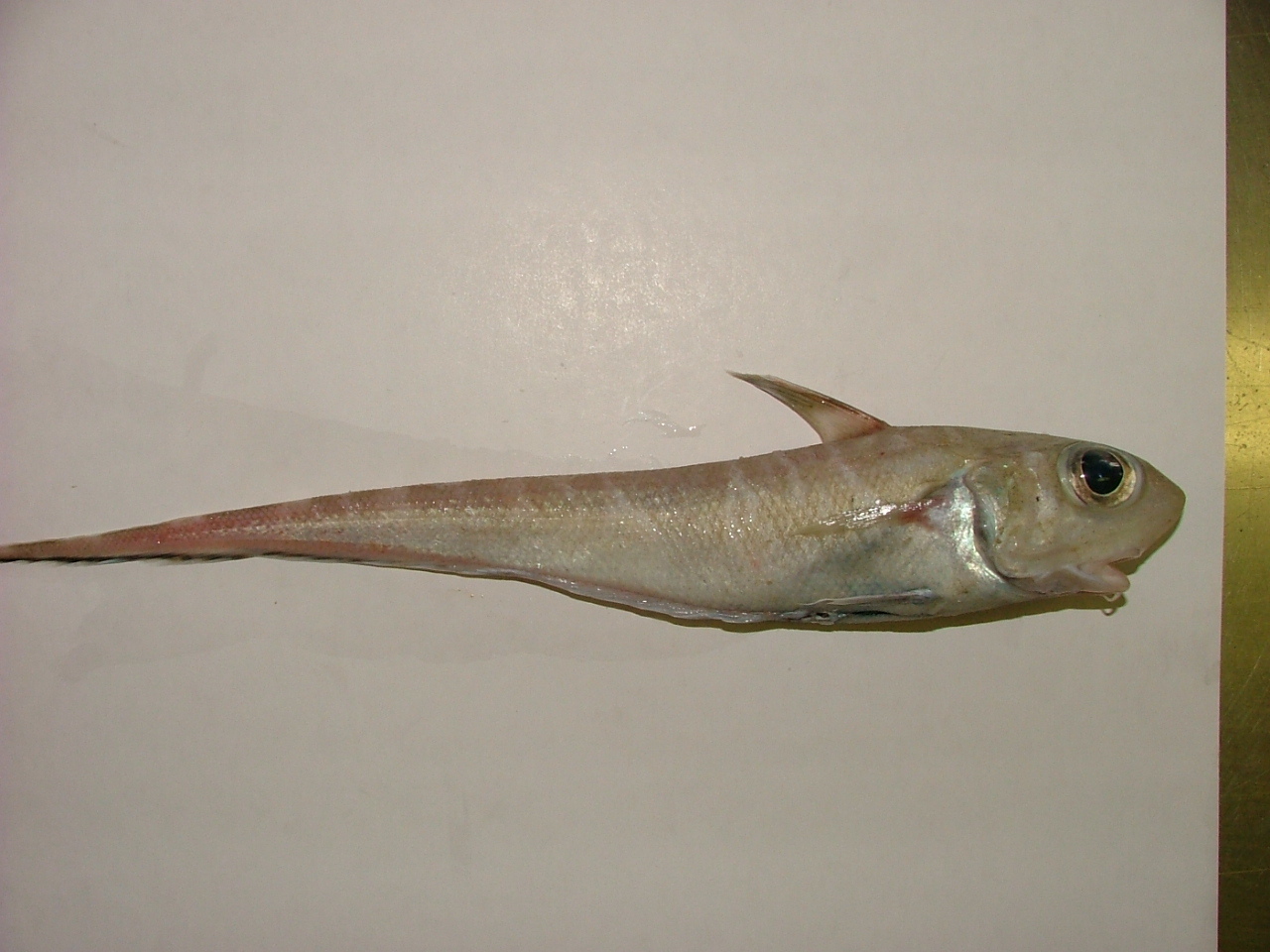 Oblique Banded Rattail photo 2