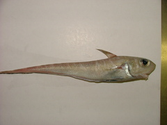Oblique Banded Rattail photo 1