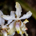 Cymbilabia undulata - Photo (c) Bon Pradhan, algunos derechos reservados (CC BY-NC), subido por Bon Pradhan