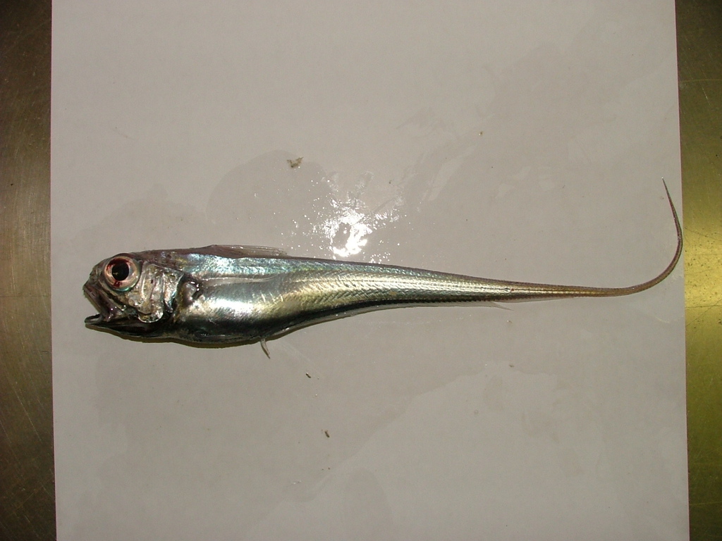 Deepsea Whiptail