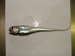 Deepsea Whiptail photo 1
