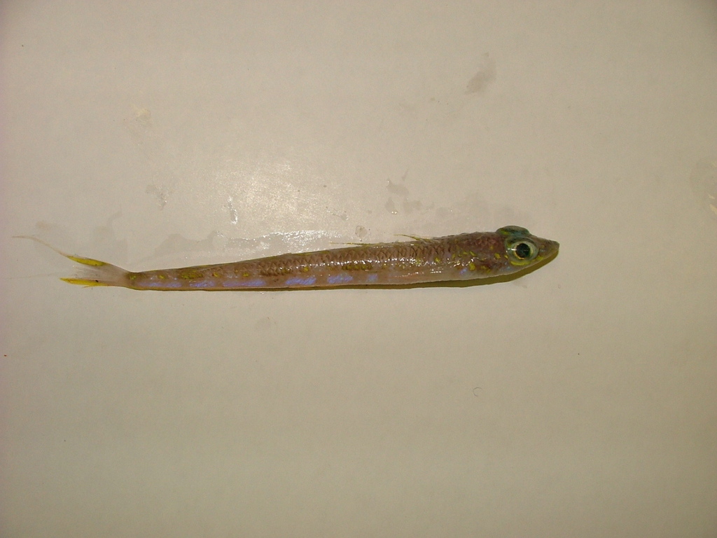 Little Opalfish