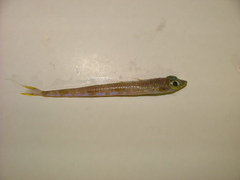 Little Opalfish photo 1