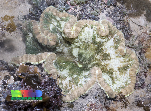 Family Thalassianthidae · iNaturalist