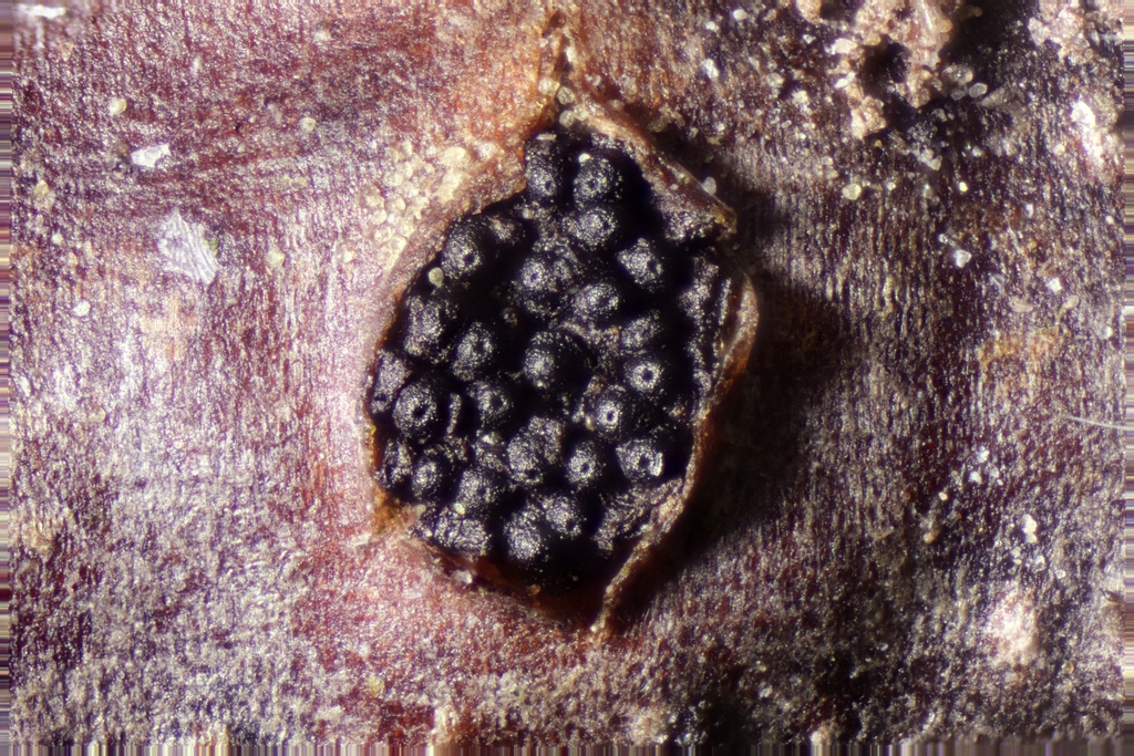 Diaporthe strumella