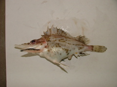 Alert Pigfish photo 2