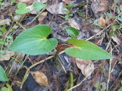 Saururus cernuus