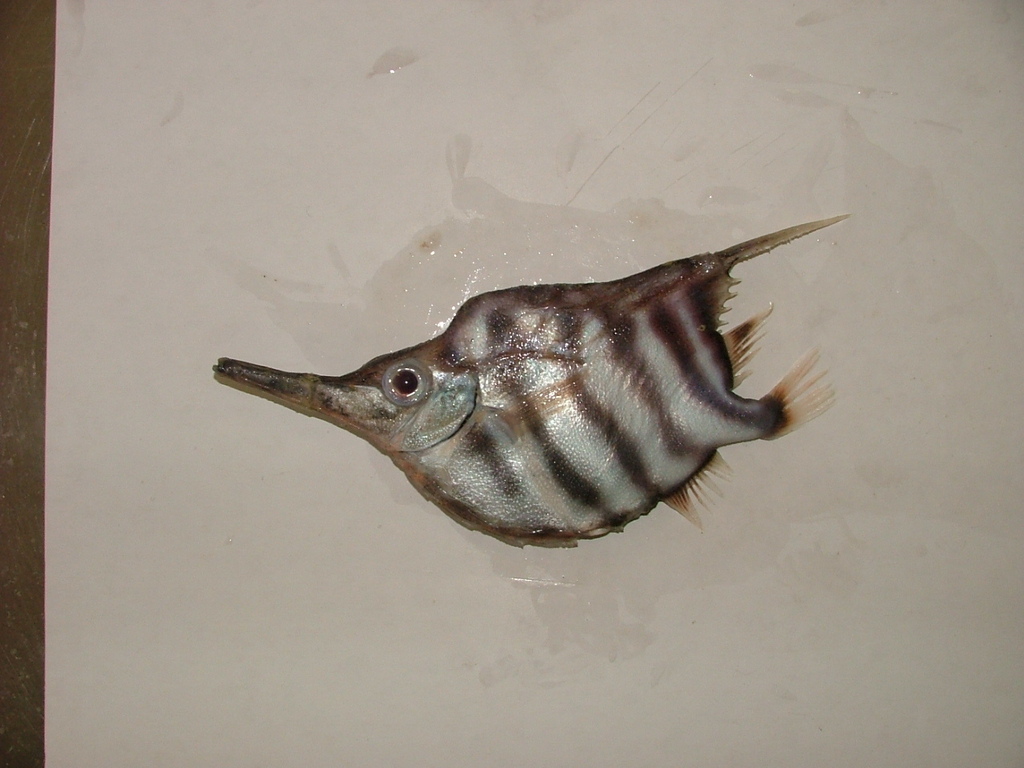Banded Yellowfish