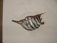 Banded Yellowfish photo 1