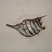 Banded Bellowsfish - Photo (c) Lloyd Esler, some rights reserved (CC BY-NC), uploaded by Lloyd Esler