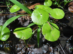 Hydrocotyle