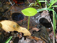 Hydrocotyle