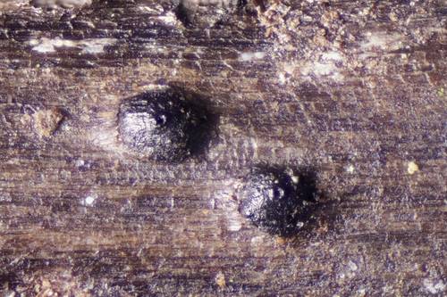 Canela-preta (Leptosphaeria maculans)