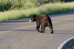 Ursus americanus eremicus