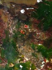 Pyura chilensis