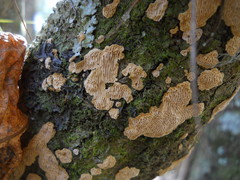 Fungi