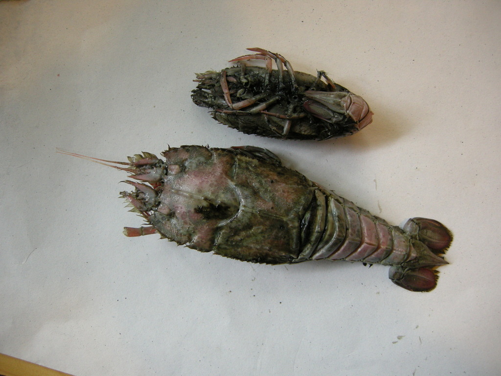 Stereomastis surda