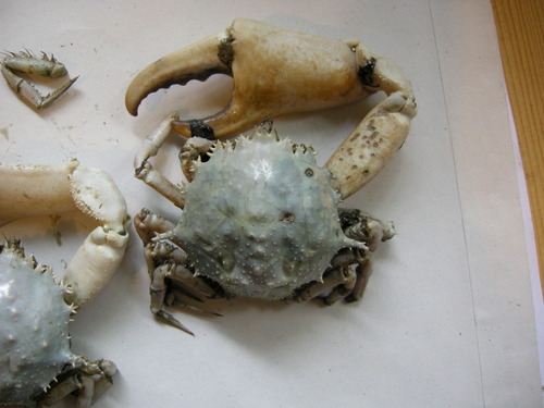 オオツノクリガニ属 (Trichopeltarion)