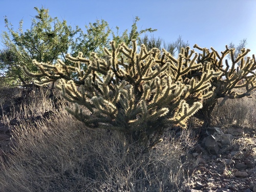 Buckhorn Cholla