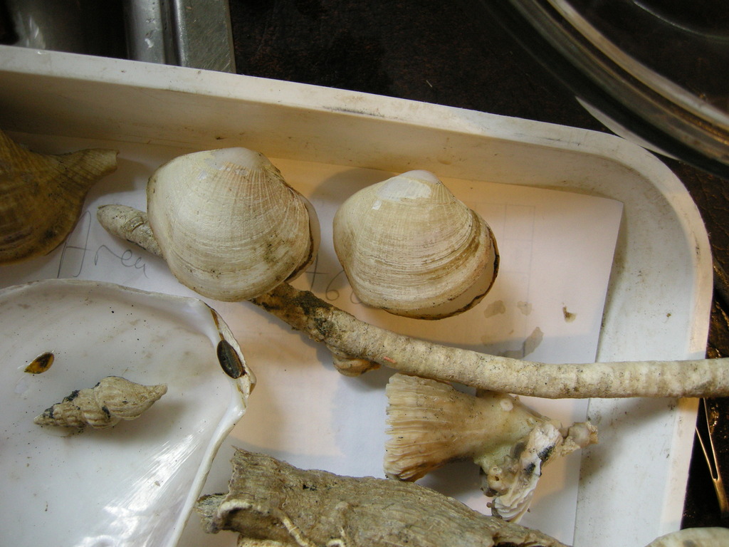 Euciroidae