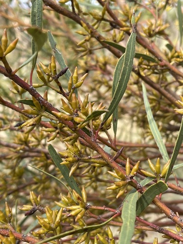 Narrow-leaved Mallee (Eucalyptus subtilis)