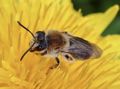 Early Mining Bee, Nationaal Park De Biesbosch, Werkendam, North Brabant, NL, photo 8 of 10