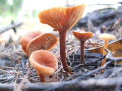 Fungi