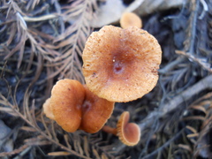 Fungi